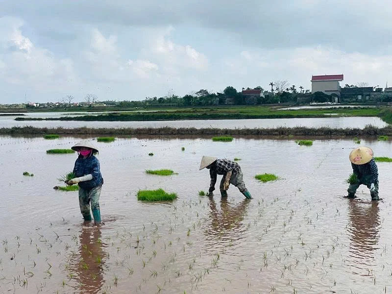 Nỗi lo trước vụ mùa