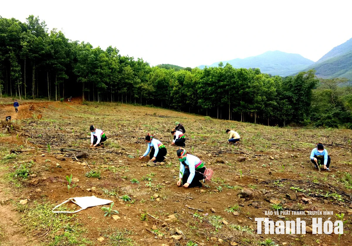 Phát triển kinh tế lâm nghiệp bền vững