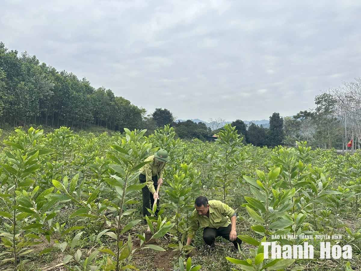 Phát triển kinh tế lâm nghiệp bền vững
