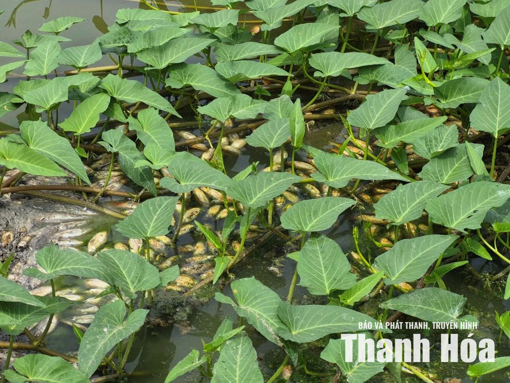 Cá chết hàng loạt trên hồ Đồng Nửng