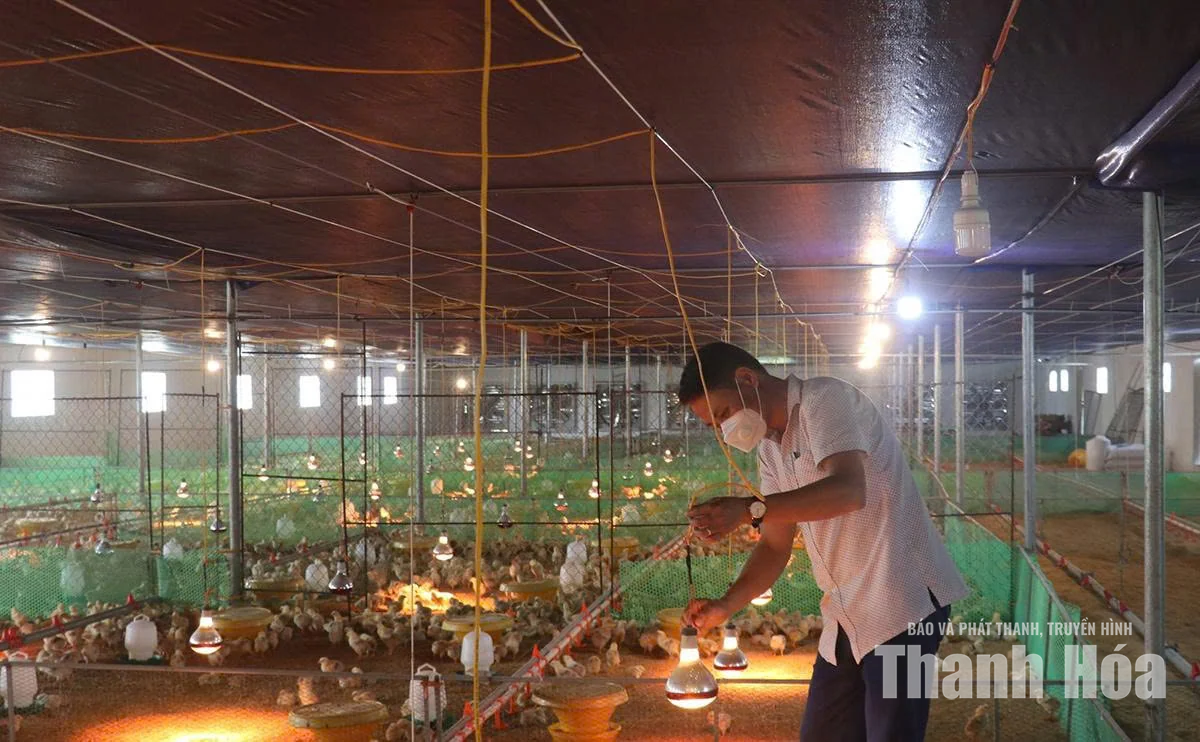 Liên kết sản xuất, giảm rủi ro cho người chăn nuôi