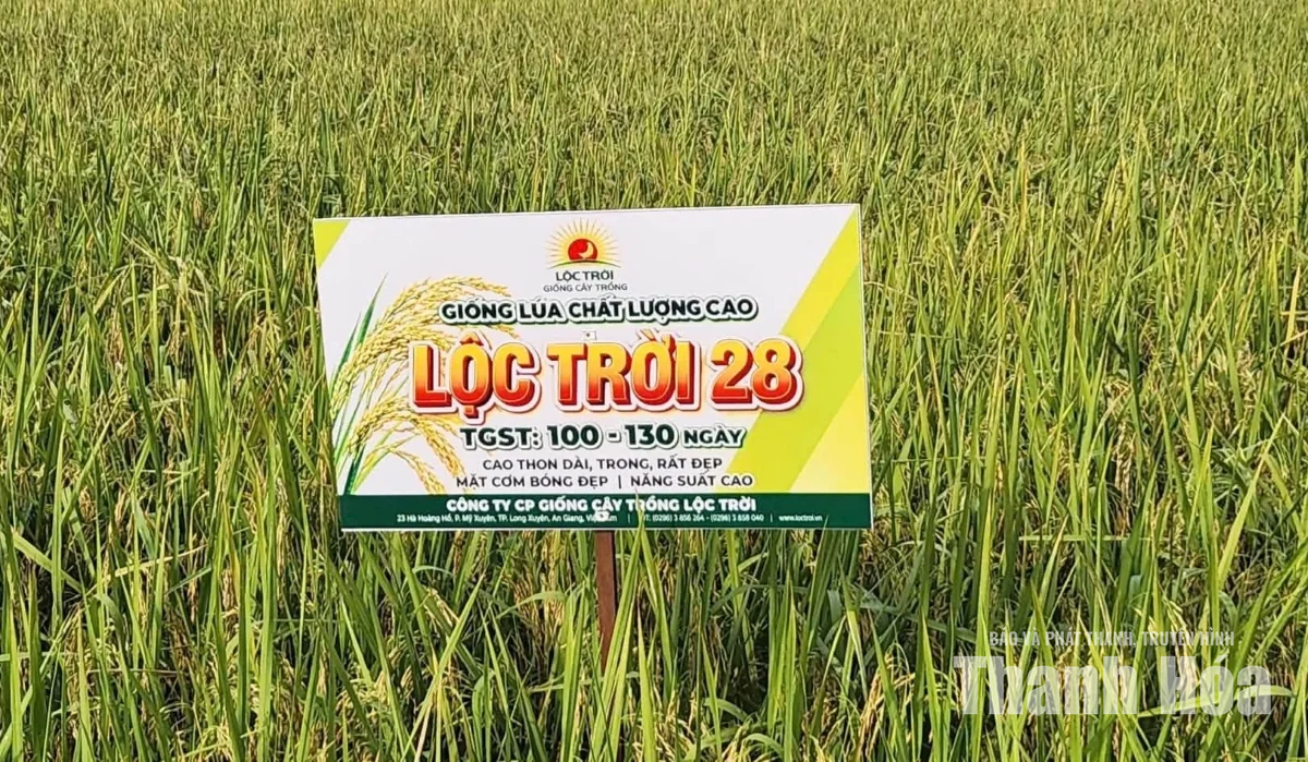 Hội thảo đầu bờ giống lúa thuần chất lượng cao Lộc Trời 28