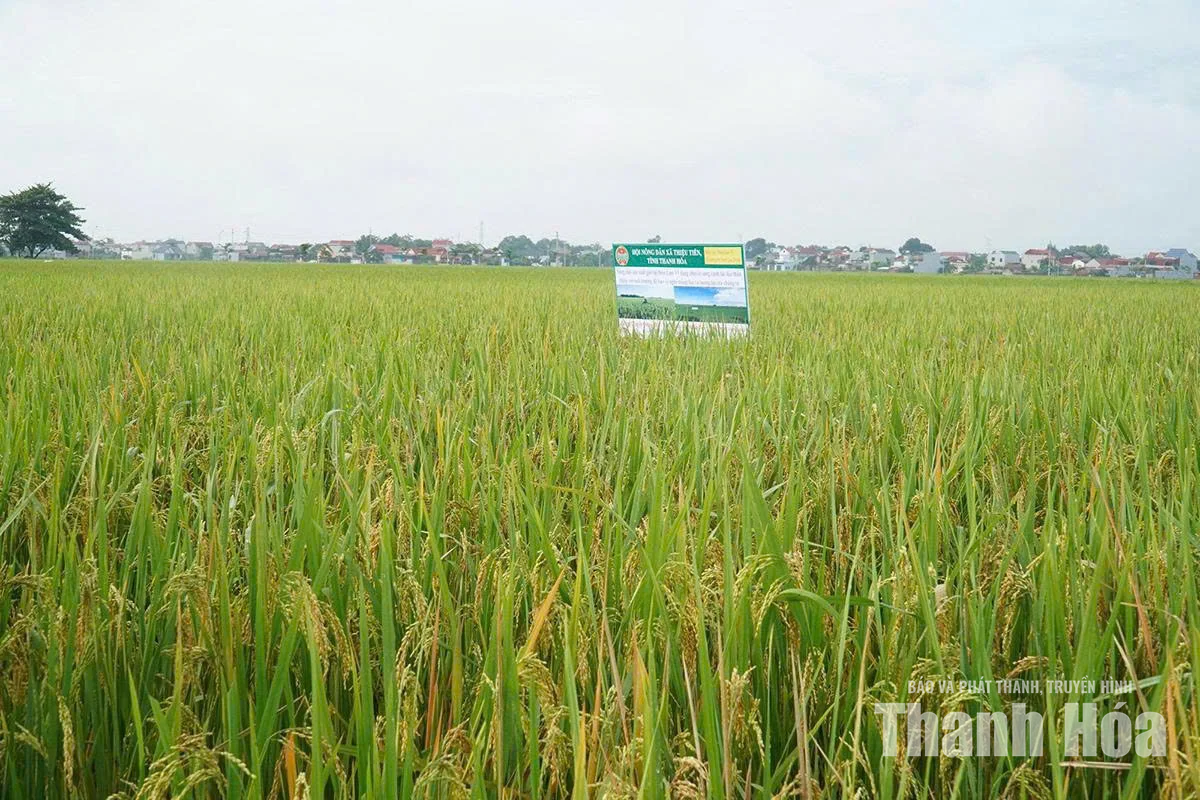 Nhân rộng mô hình canh tác lúa thân thiện với môi trường