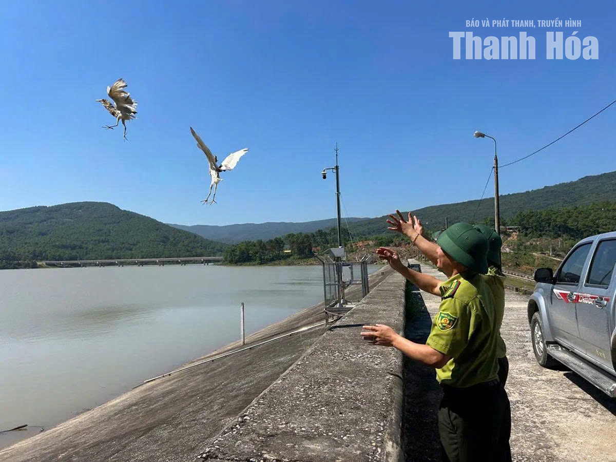 Tăng cường bảo vệ chim di cư, chim hoang dã