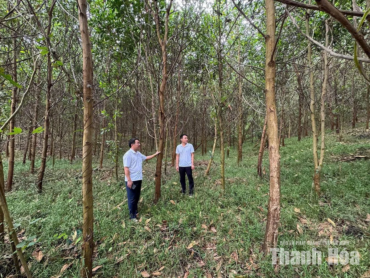 Trồng rừng FSC ở Ban Quản lý rừng phòng hộ Như Thanh