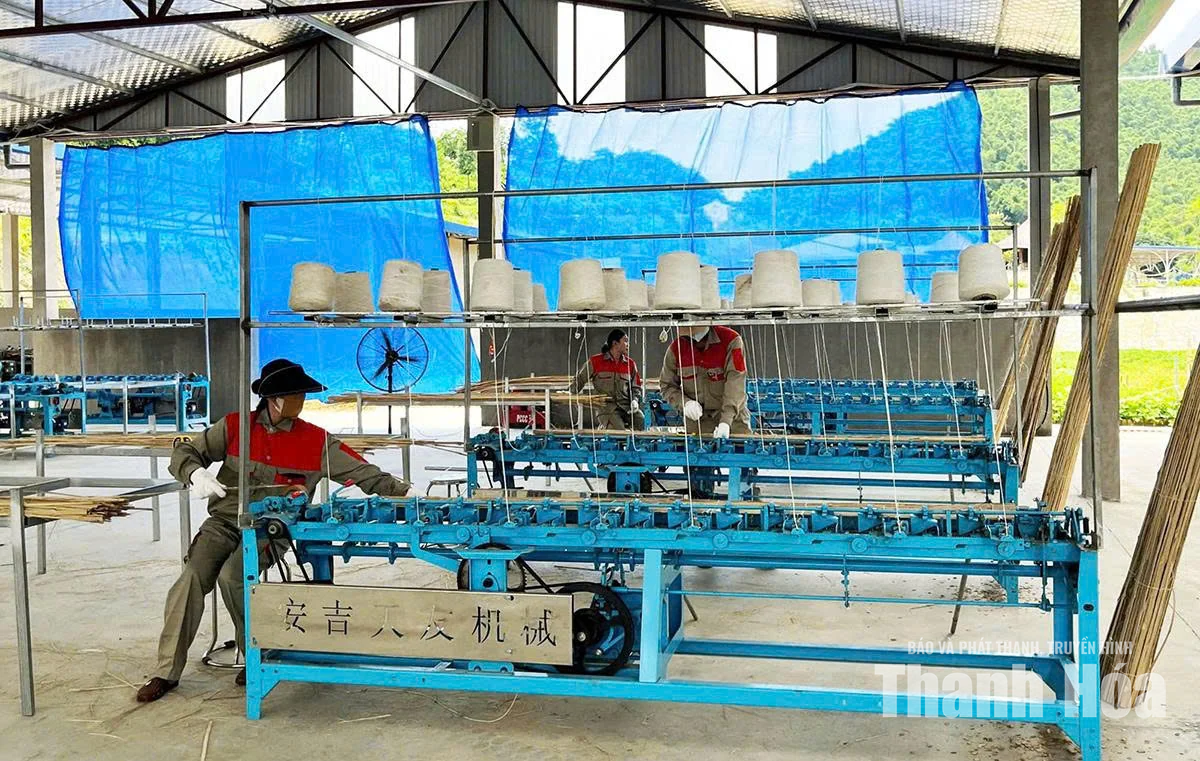 Đồng Lương phát triển kinh tế lâm nghiệp