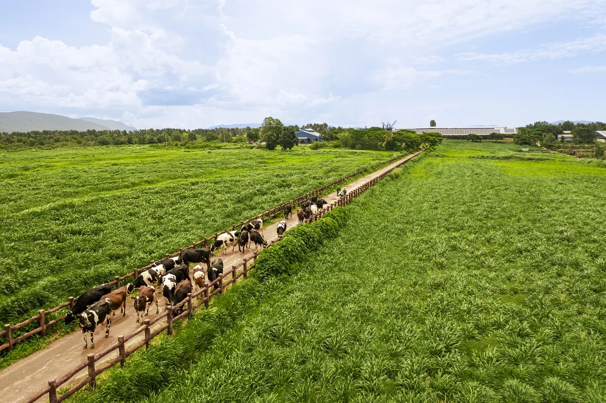 18 năm đạt Thương hiệu Quốc gia và hành trình không ngừng nâng chuẩn của Vinamilk