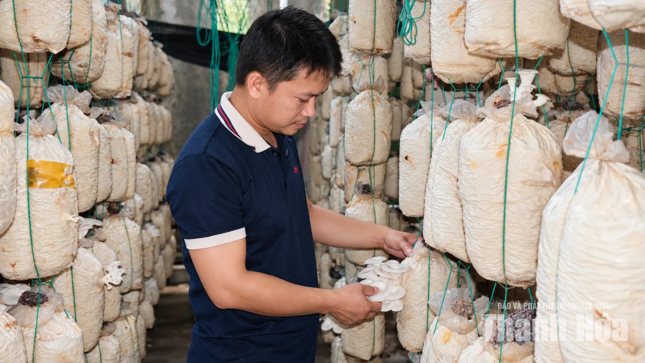 Kiên trì tạo dựng thương hiệu cho nấm sò xứ Thanh