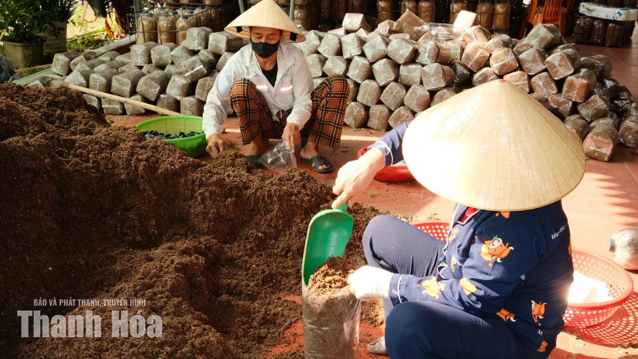 Kiên trì tạo dựng thương hiệu cho nấm sò xứ Thanh