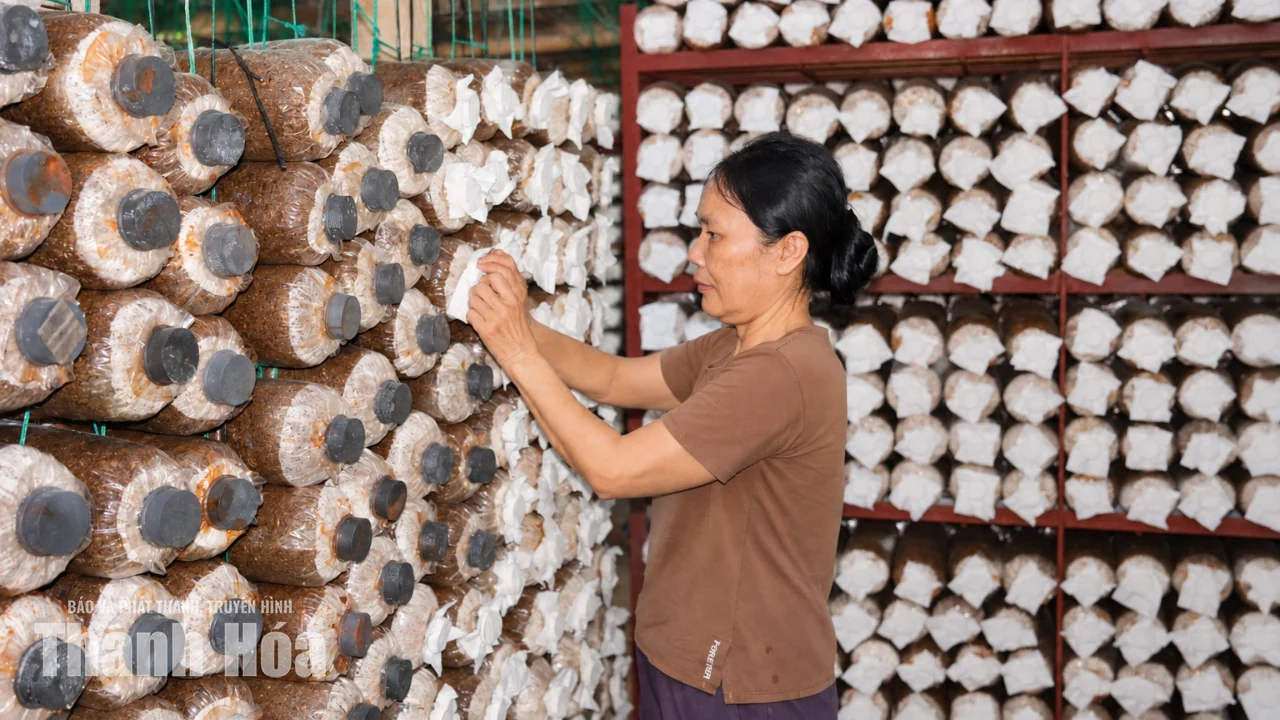 Kiên trì tạo dựng thương hiệu cho nấm sò xứ Thanh