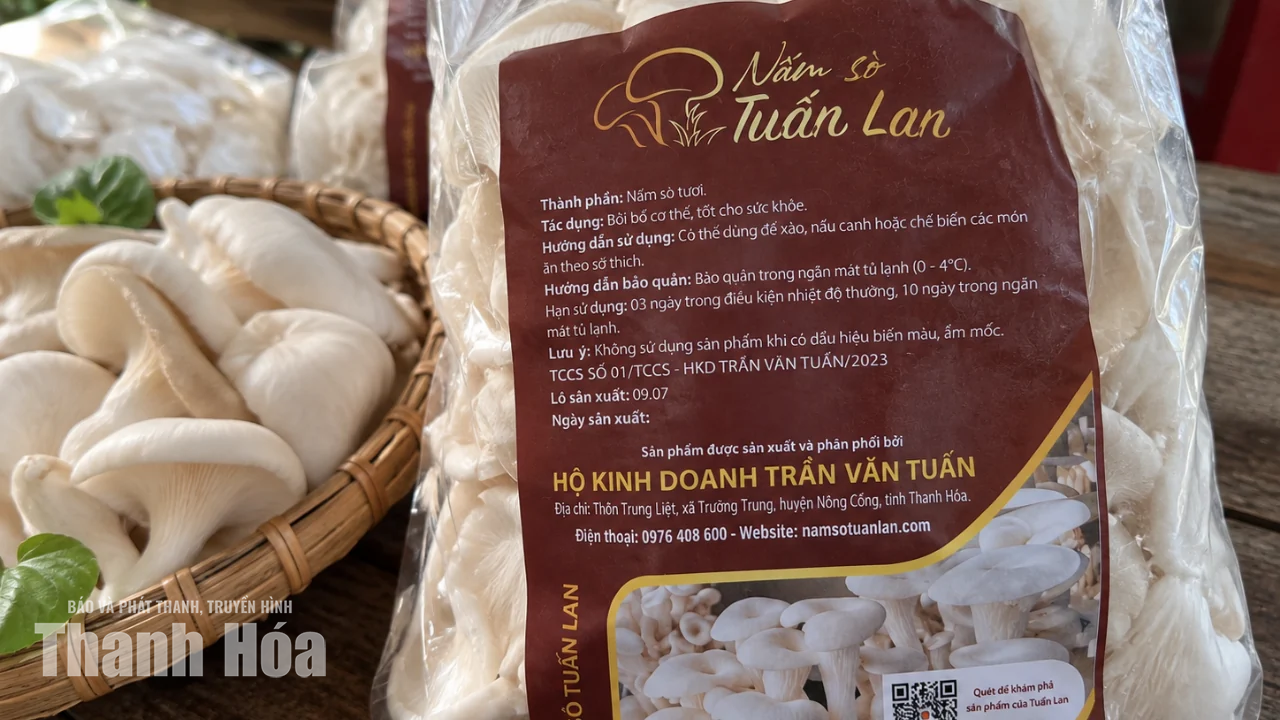 Kiên trì tạo dựng thương hiệu cho nấm sò xứ Thanh