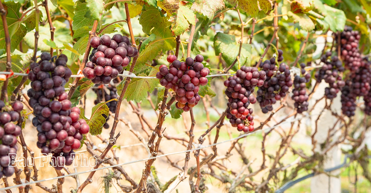 Lam Thao vineyard – Attracting visitors in Phu Tho