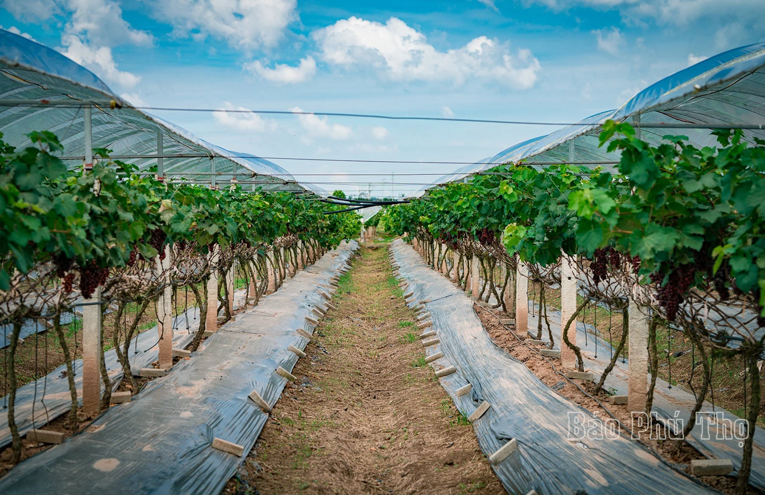 Lam Thao vineyard – Attracting visitors in Phu Tho