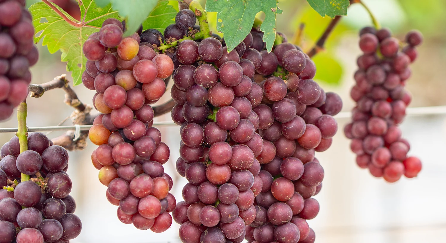 Lam Thao vineyard – Attracting visitors in Phu Tho