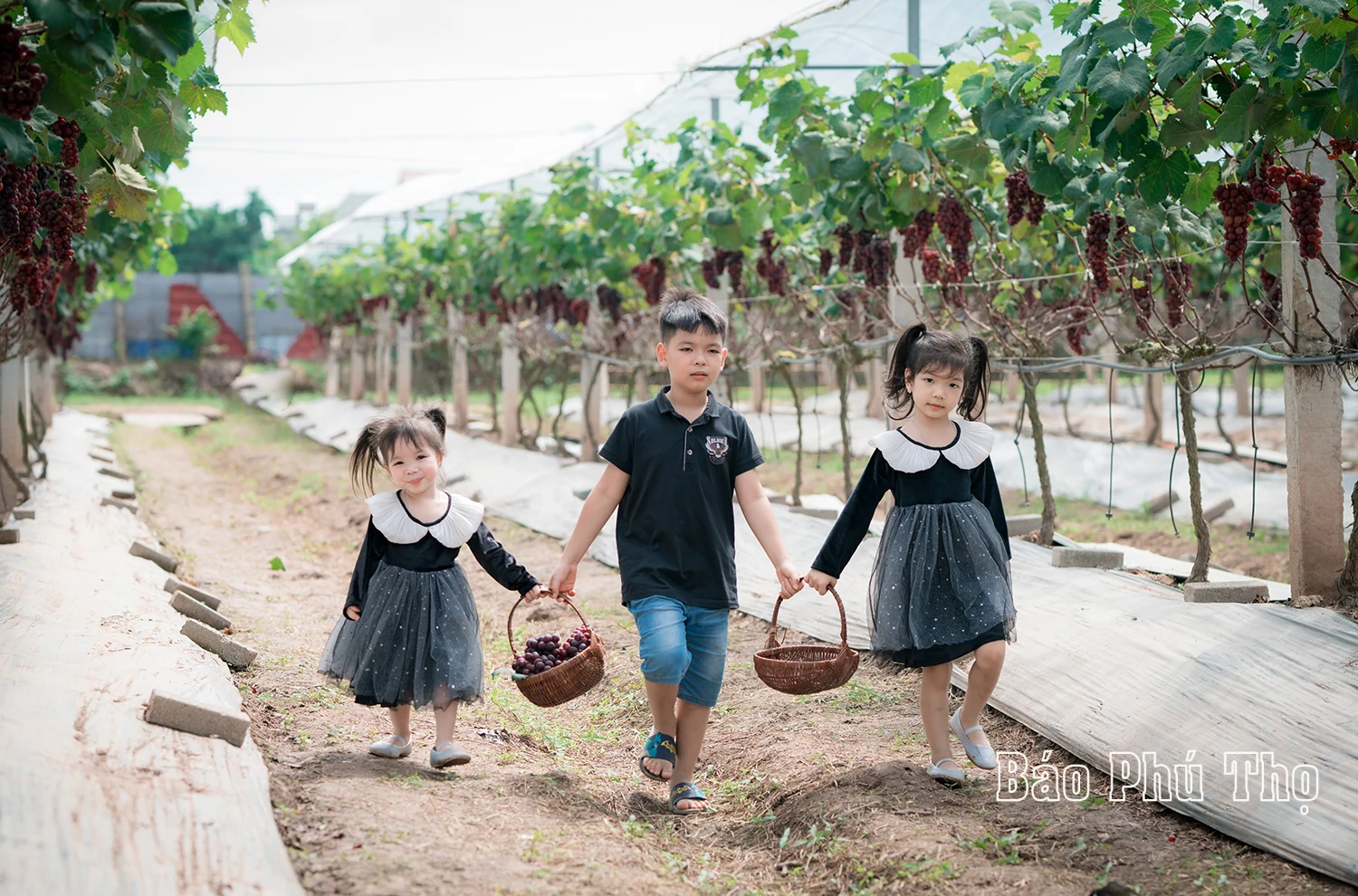 Lam Thao vineyard – Attracting visitors in Phu Tho