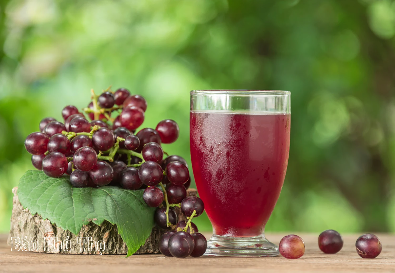 Lam Thao vineyard – Attracting visitors in Phu Tho