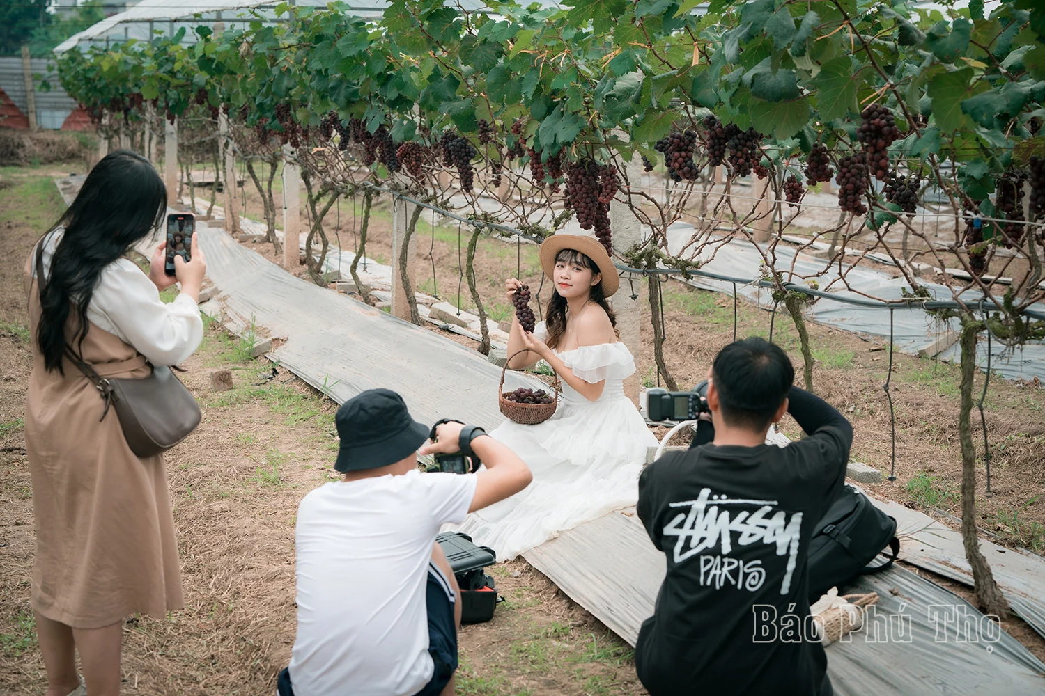 Lam Thao vineyard – Attracting visitors in Phu Tho