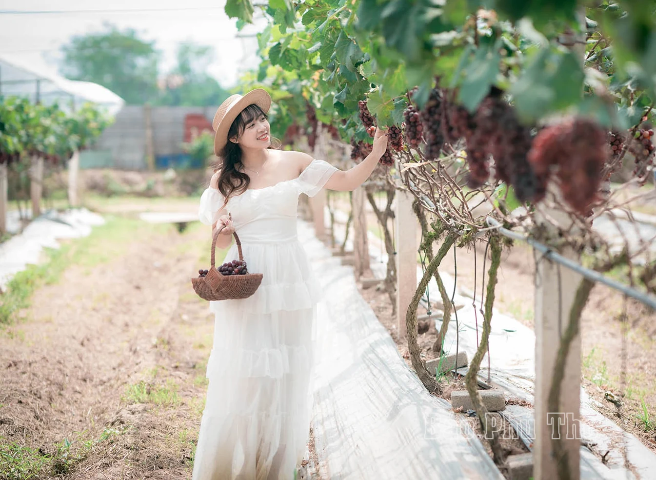 Lam Thao vineyard – Attracting visitors in Phu Tho