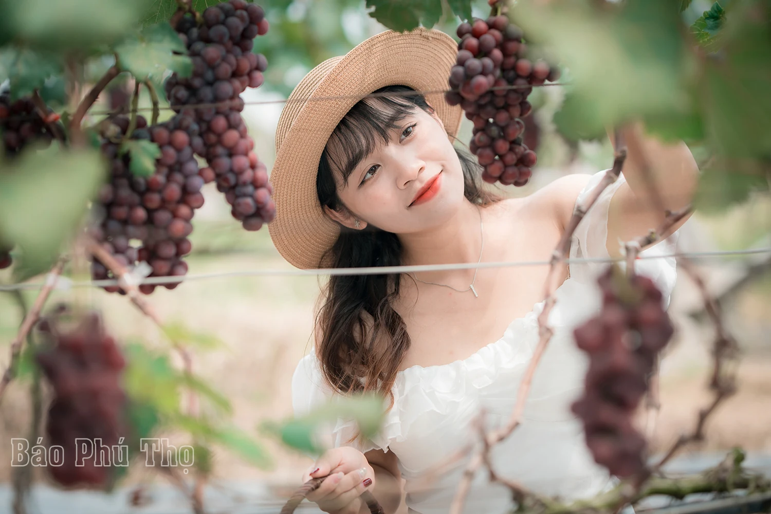Lam Thao vineyard – Attracting visitors in Phu Tho