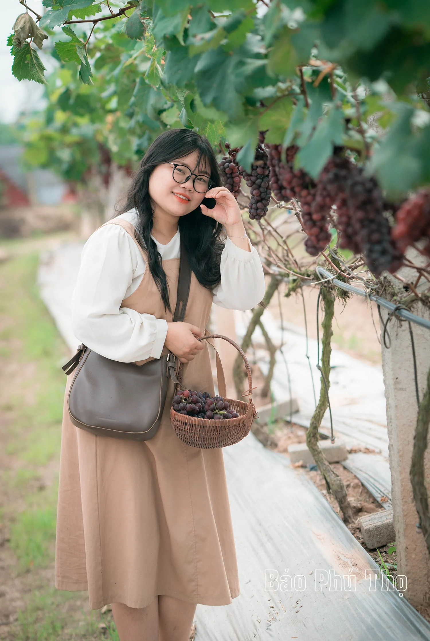 Lam Thao vineyard – Attracting visitors in Phu Tho