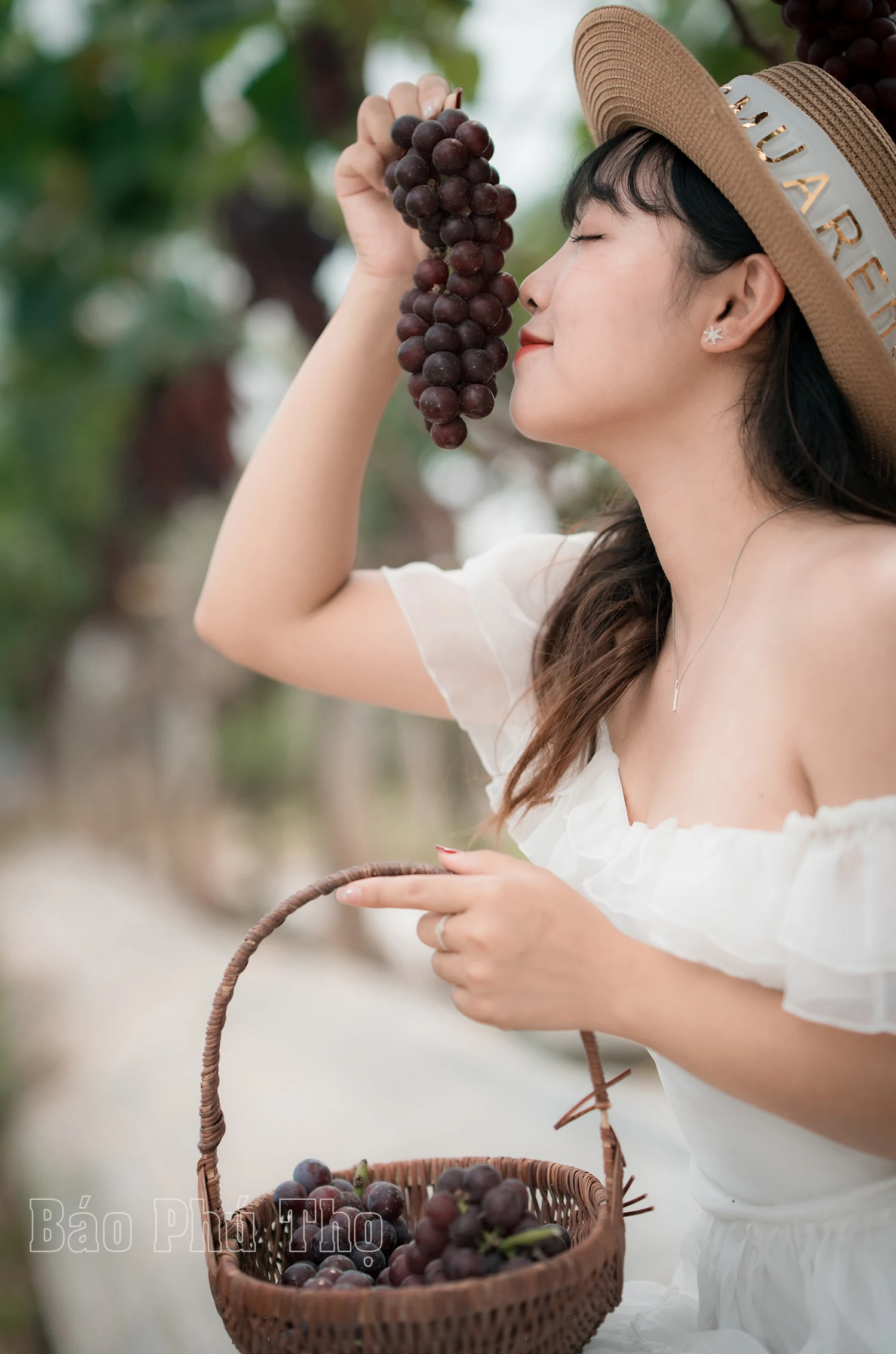 Lam Thao vineyard – Attracting visitors in Phu Tho