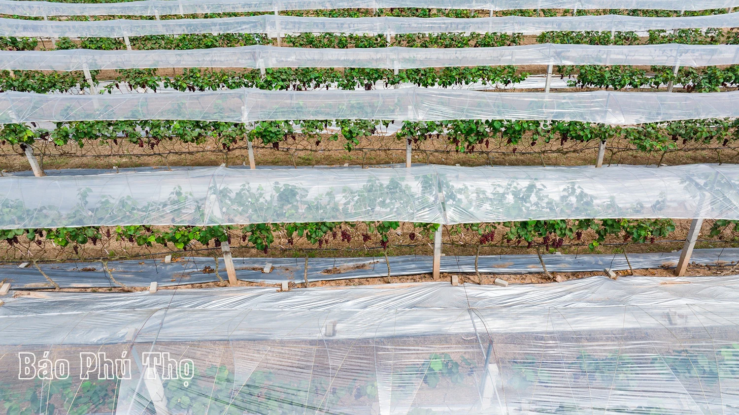 Lam Thao vineyard – Attracting visitors in Phu Tho