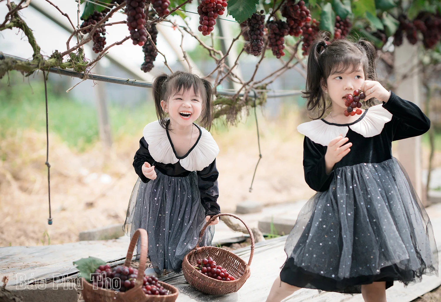 Lam Thao vineyard – Attracting visitors in Phu Tho