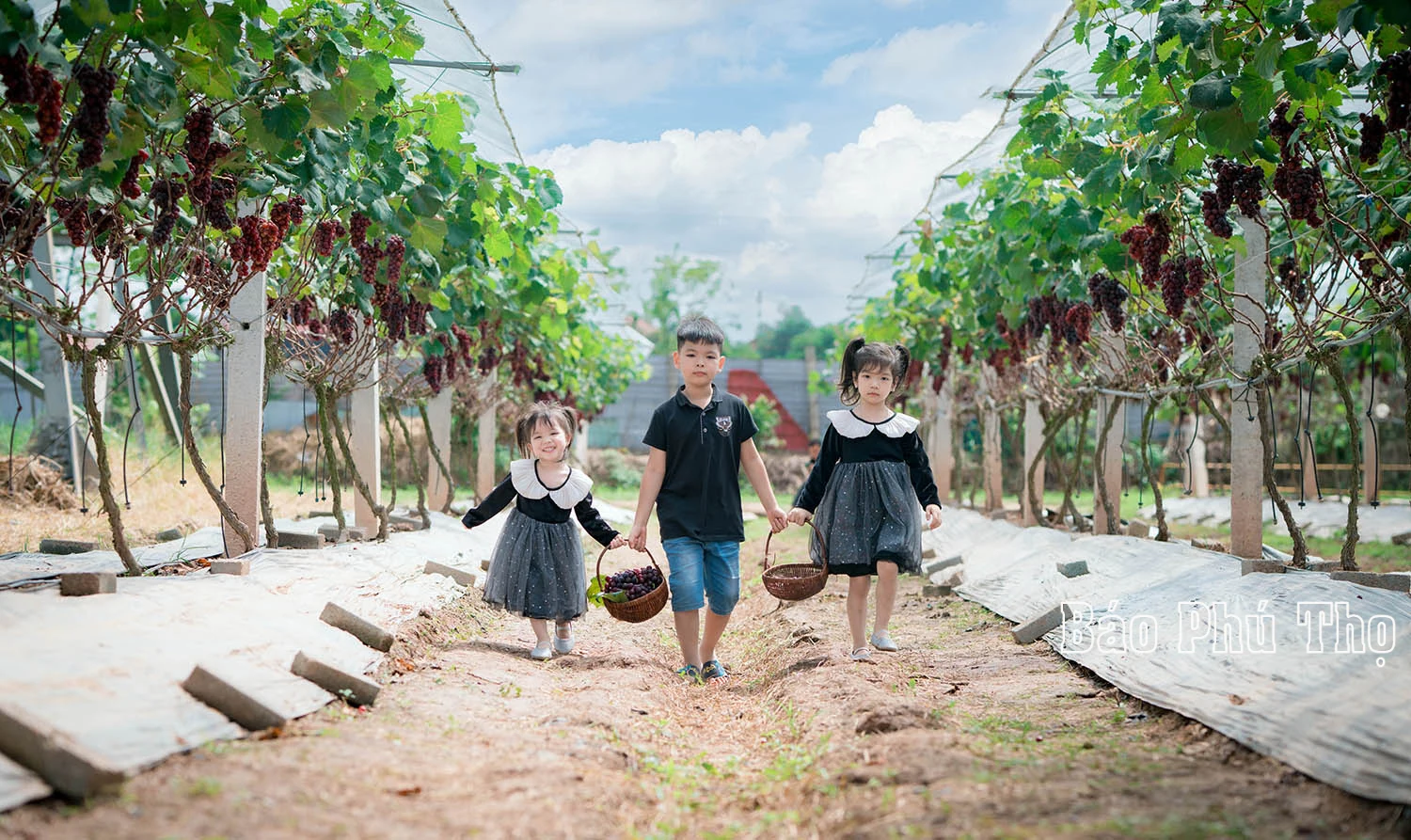 Lam Thao vineyard – Attracting visitors in Phu Tho