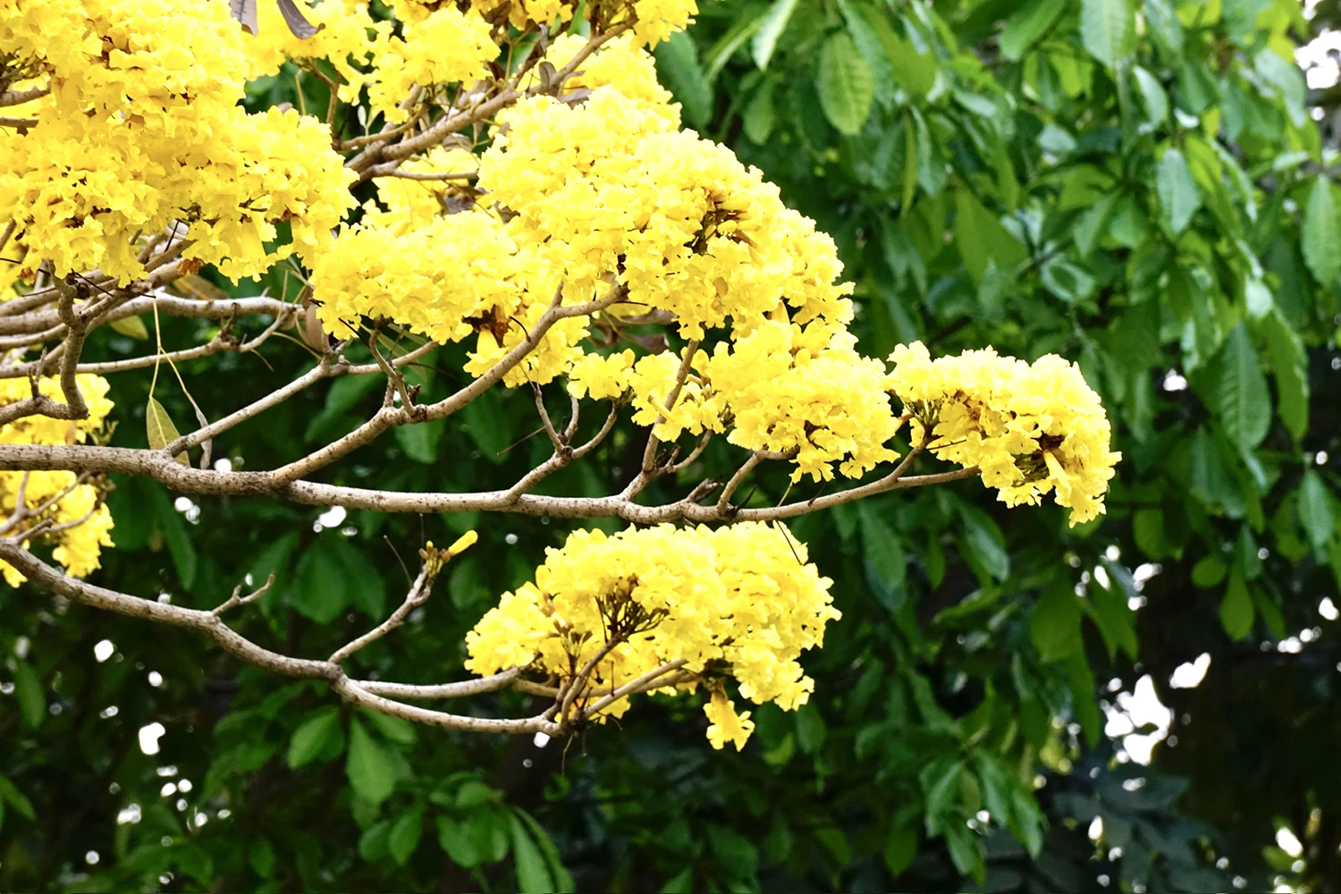 Enjoying the season of tabebuia blooms turning the street corner yellow