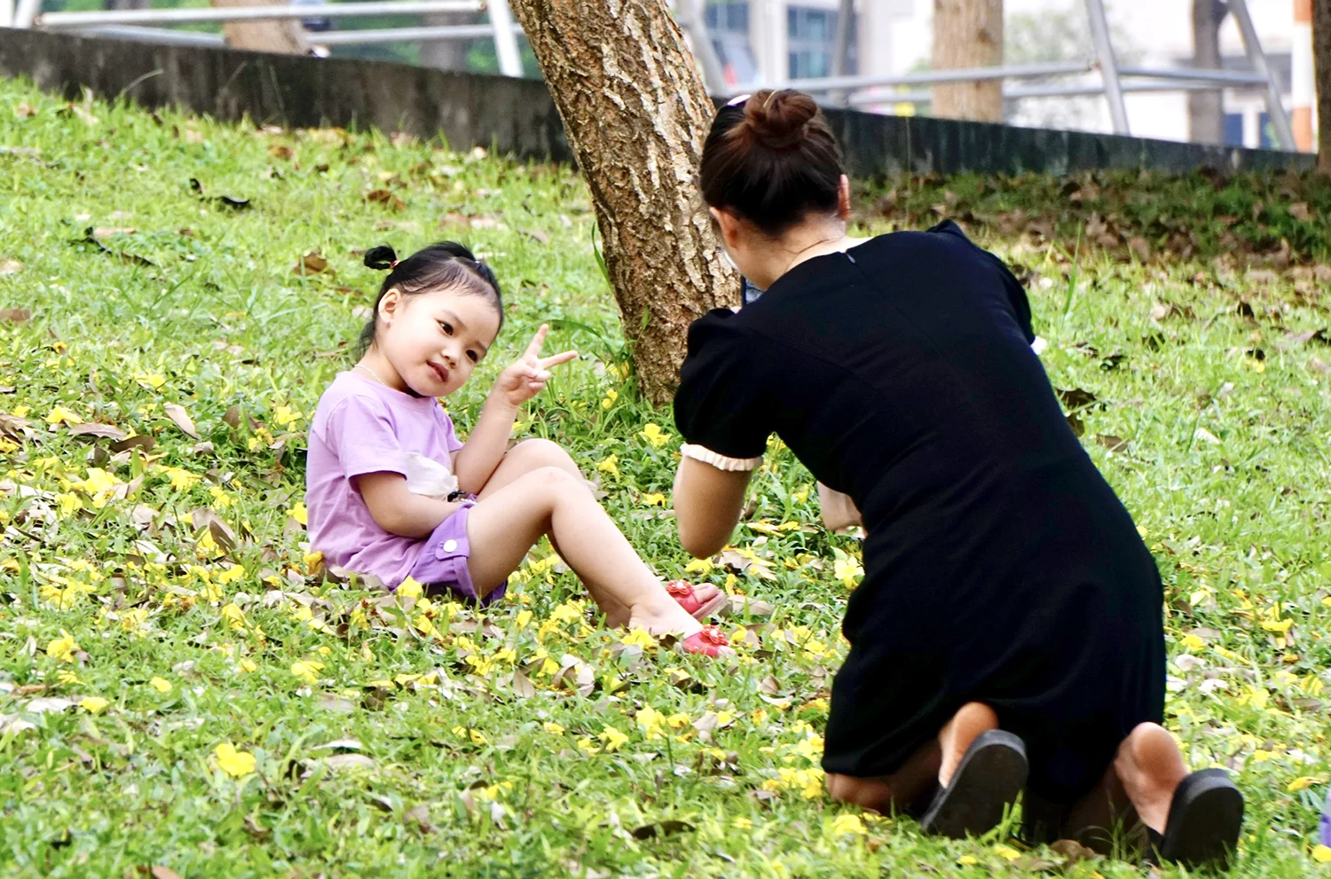Enjoying the season of tabebuia blooms turning the street corner yellow