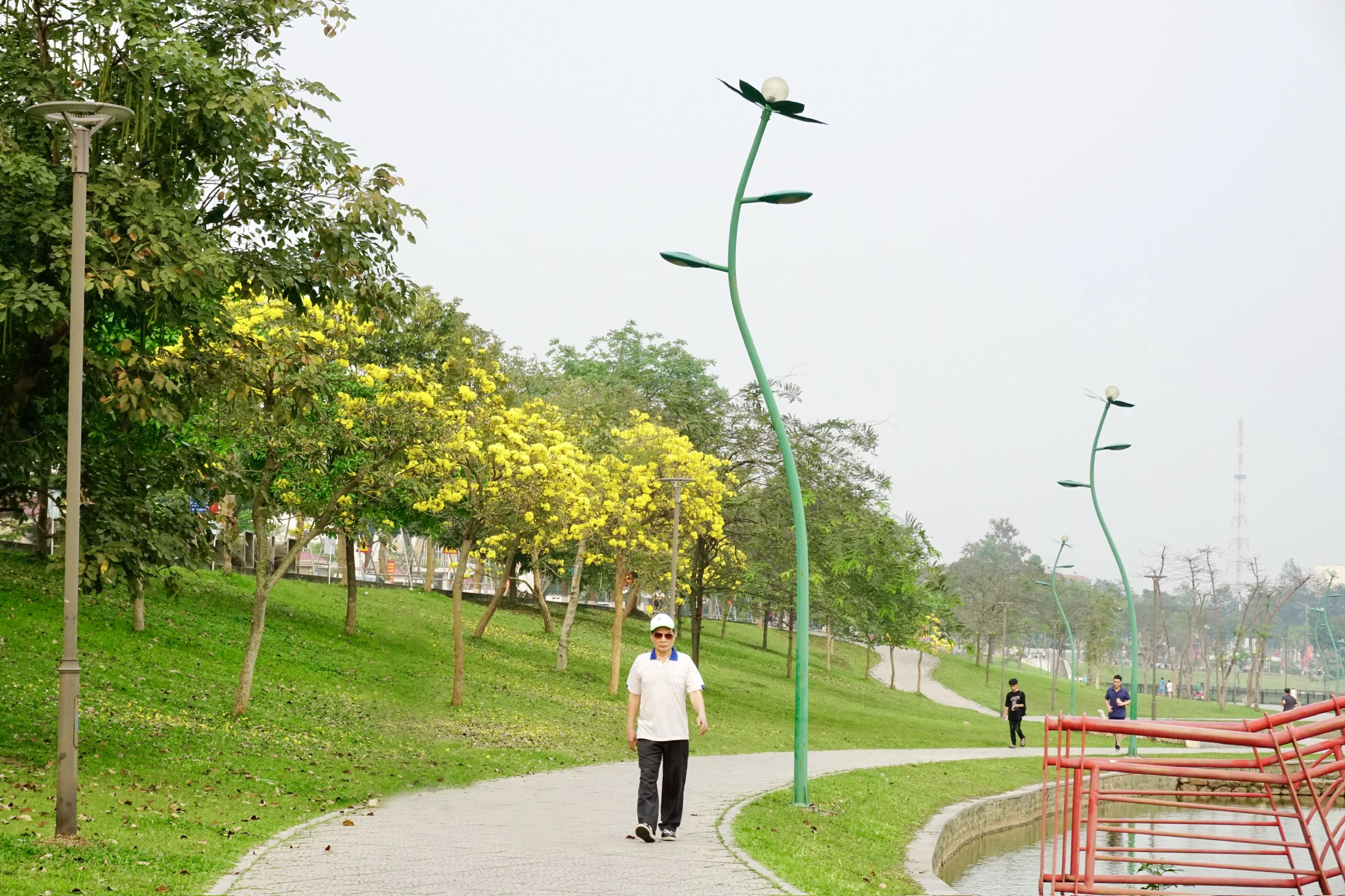 Enjoying the season of tabebuia blooms turning the street corner yellow