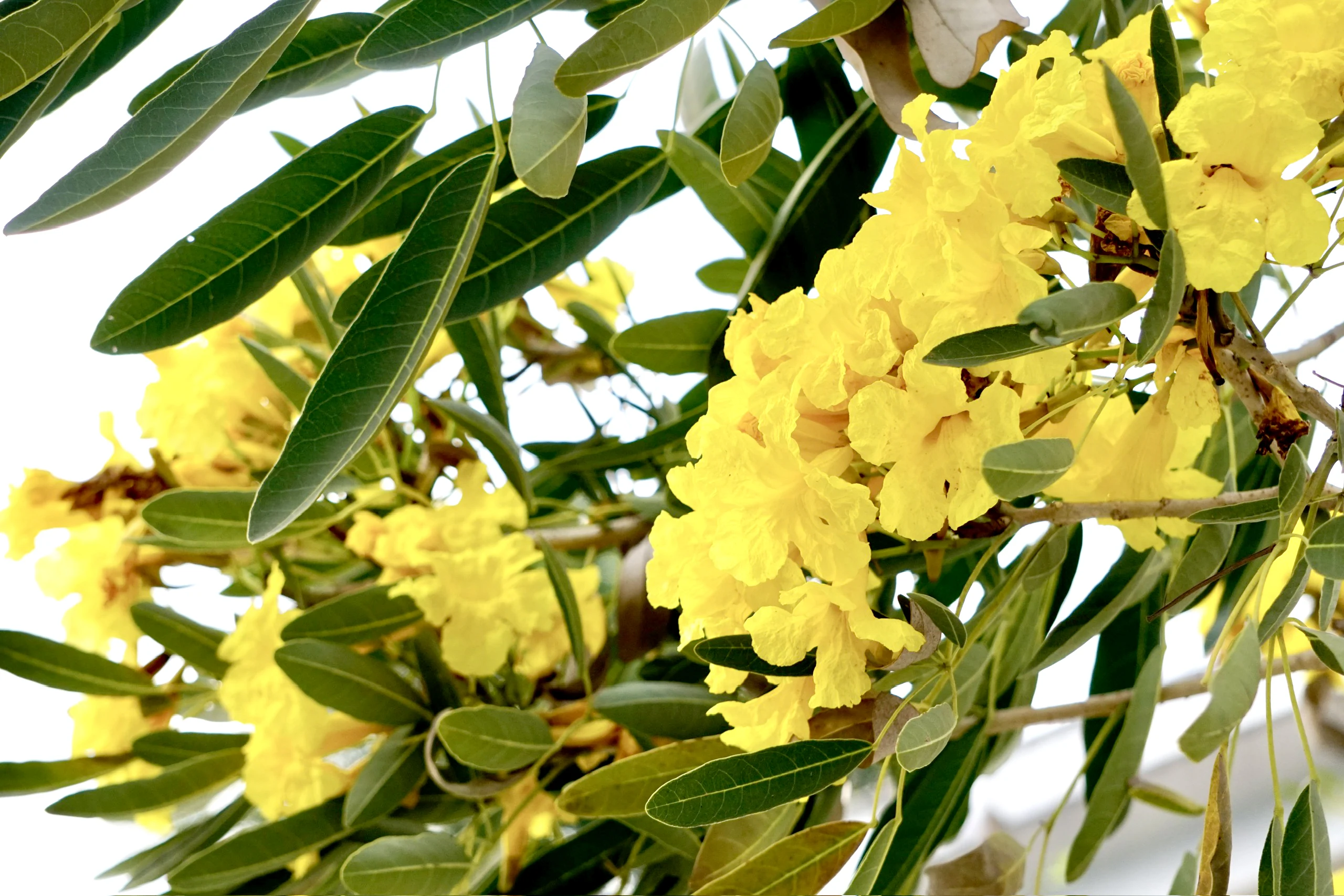 Enjoying the season of tabebuia blooms turning the street corner yellow