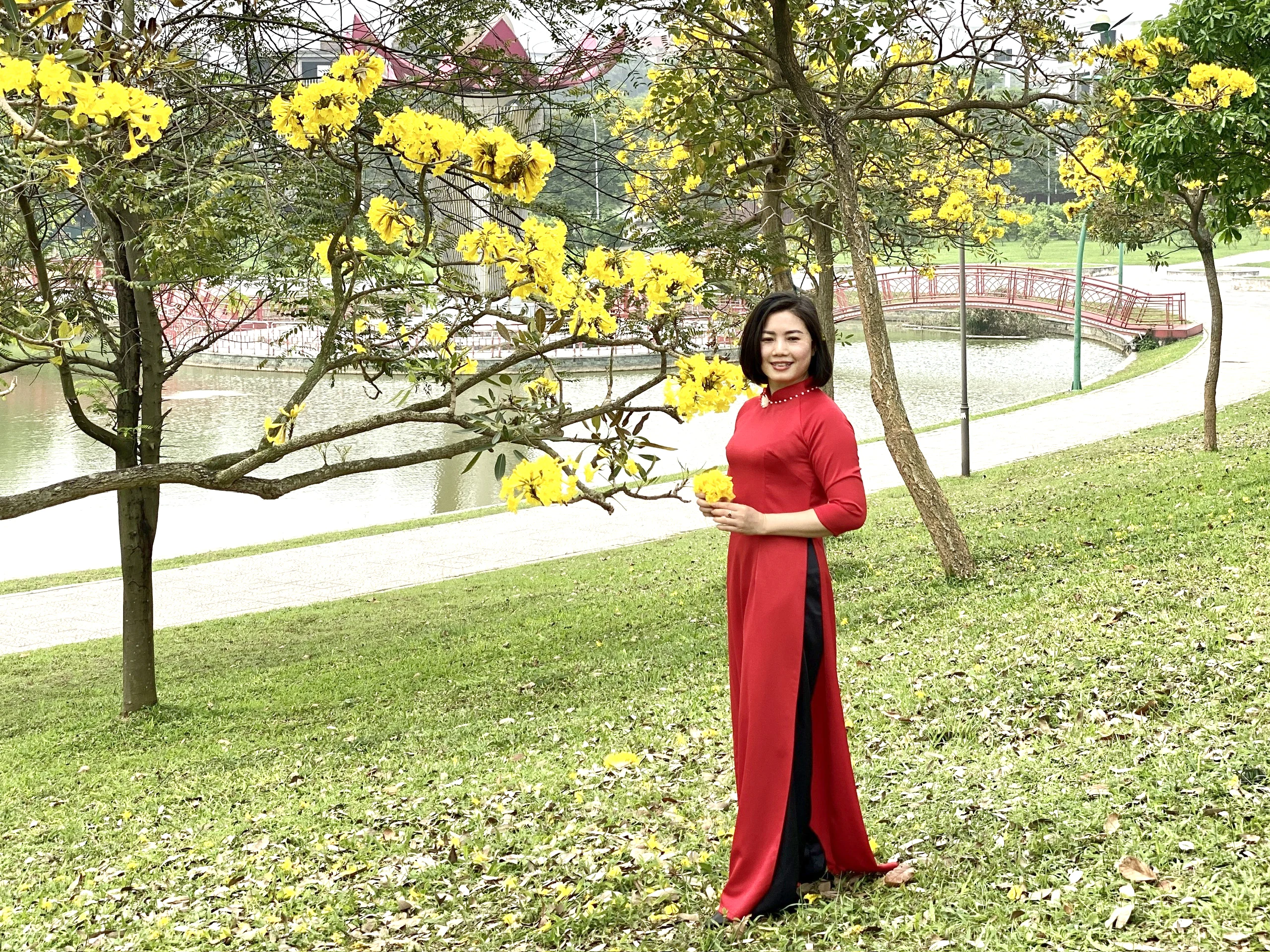 Enjoying the season of tabebuia blooms turning the street corner yellow