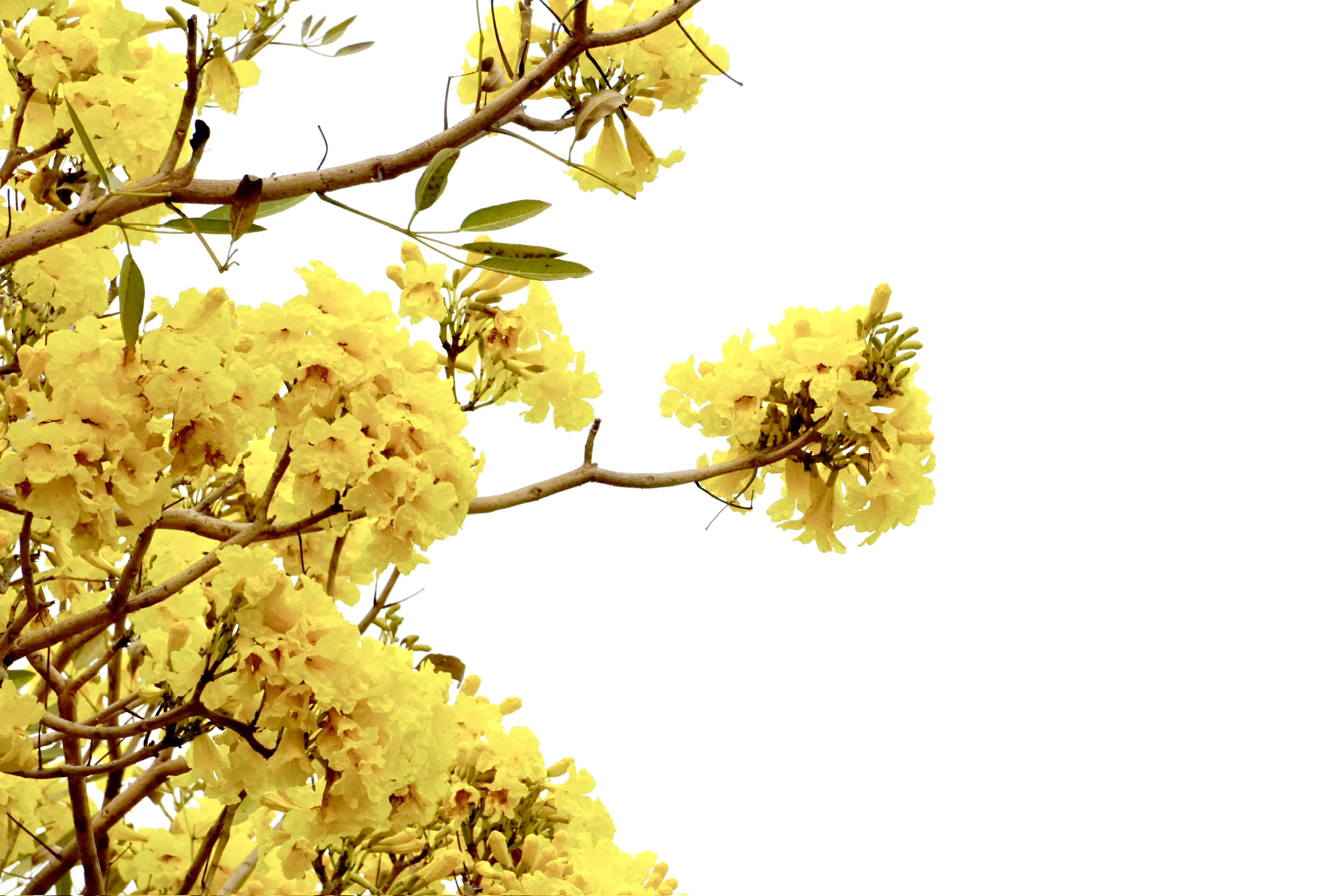 Enjoying the season of tabebuia blooms turning the street corner yellow