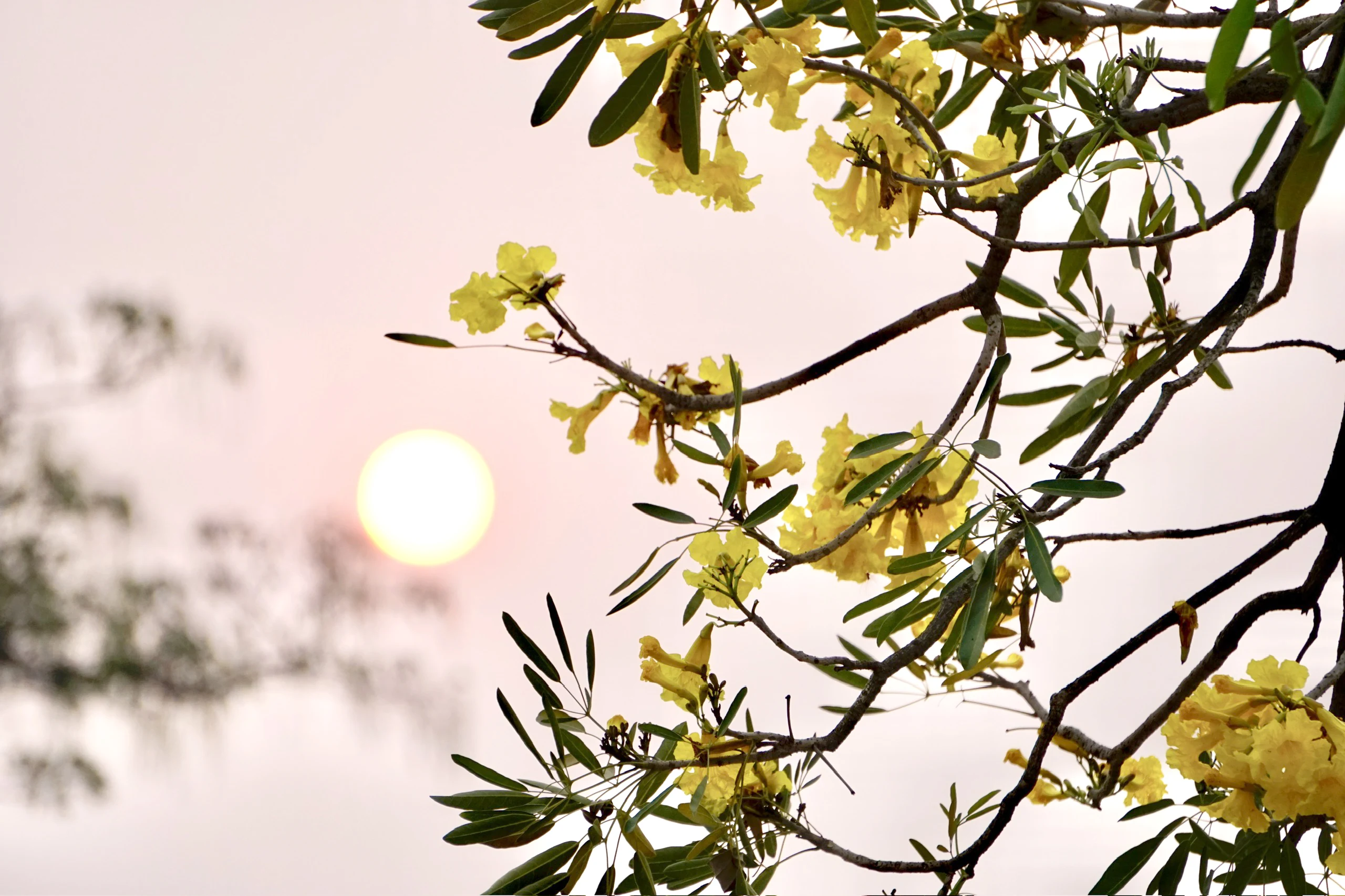 Enjoying the season of tabebuia blooms turning the street corner yellow