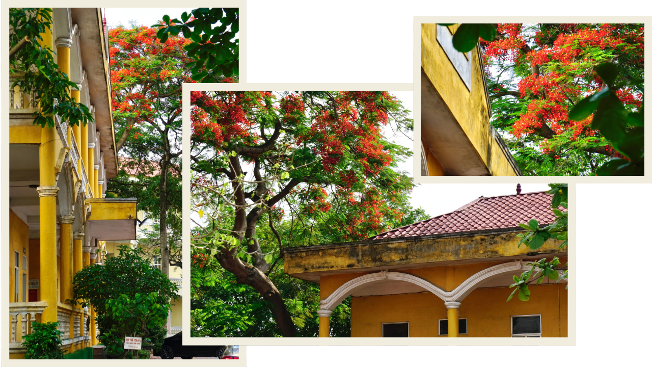 Stunning red phoenix flowers