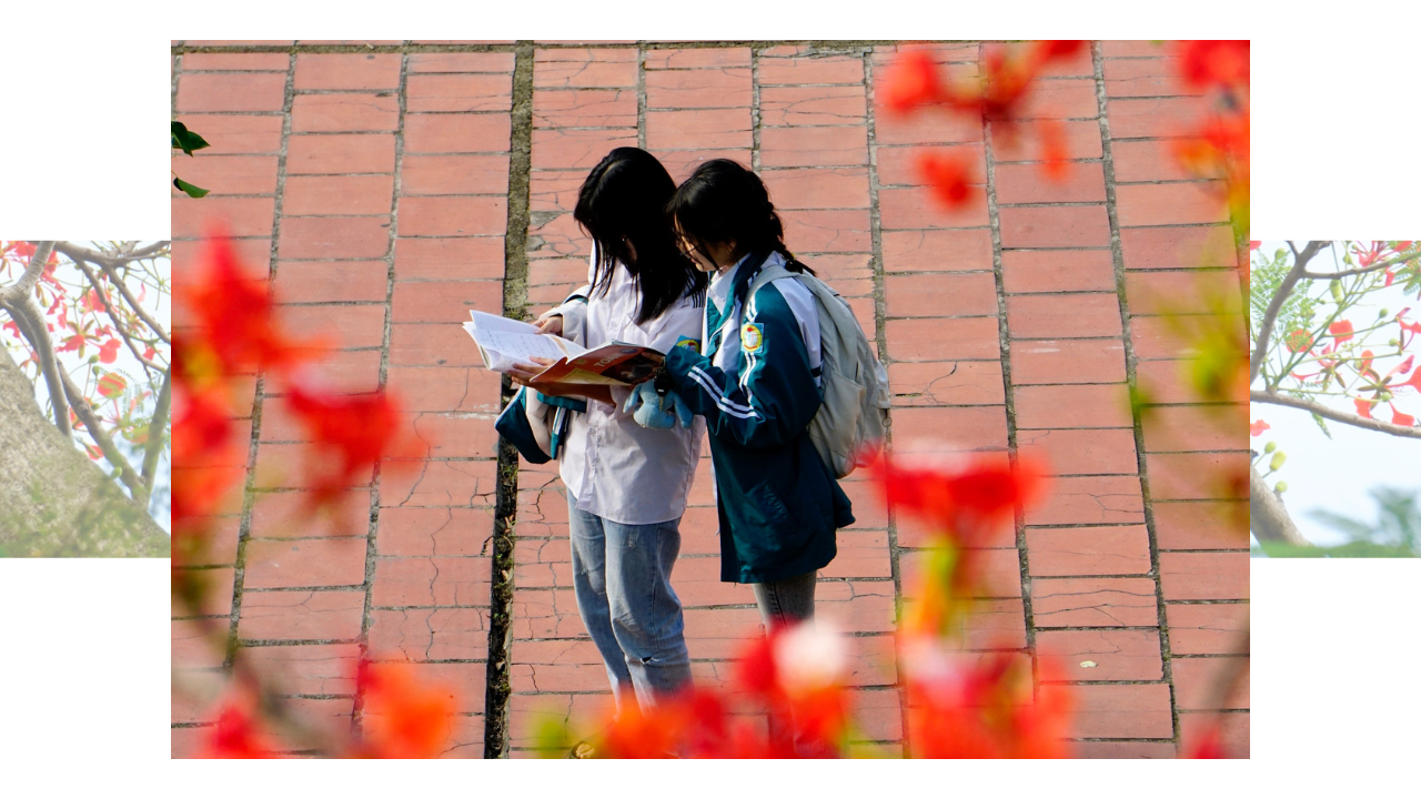 Stunning red phoenix flowers