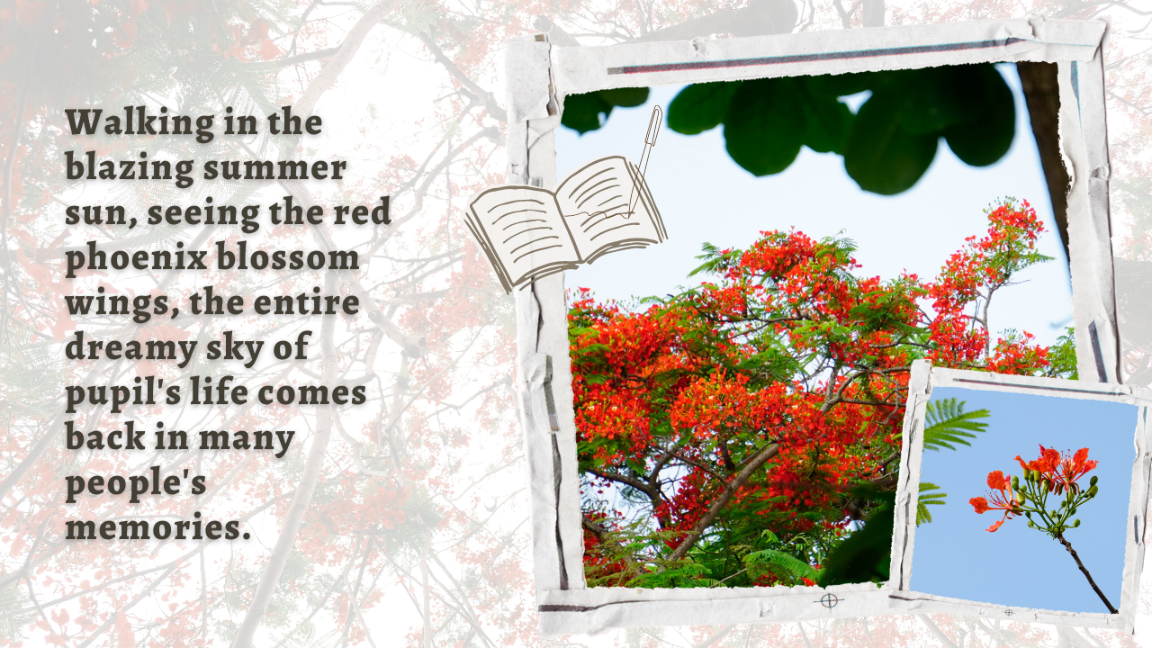 Stunning red phoenix flowers