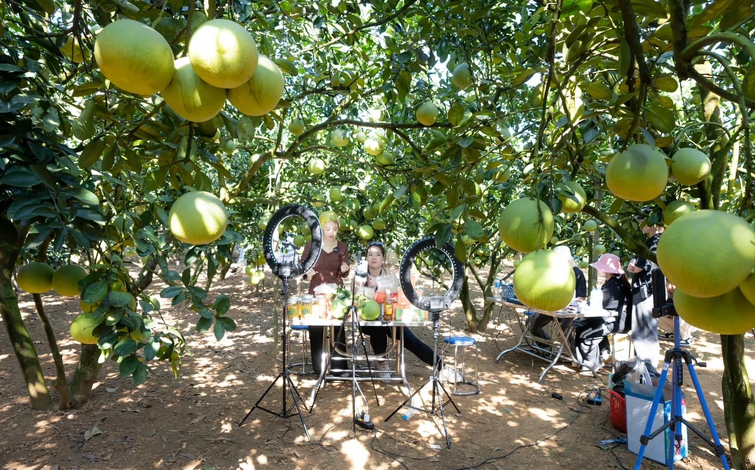 Enhancing digital transformation in the collective economy