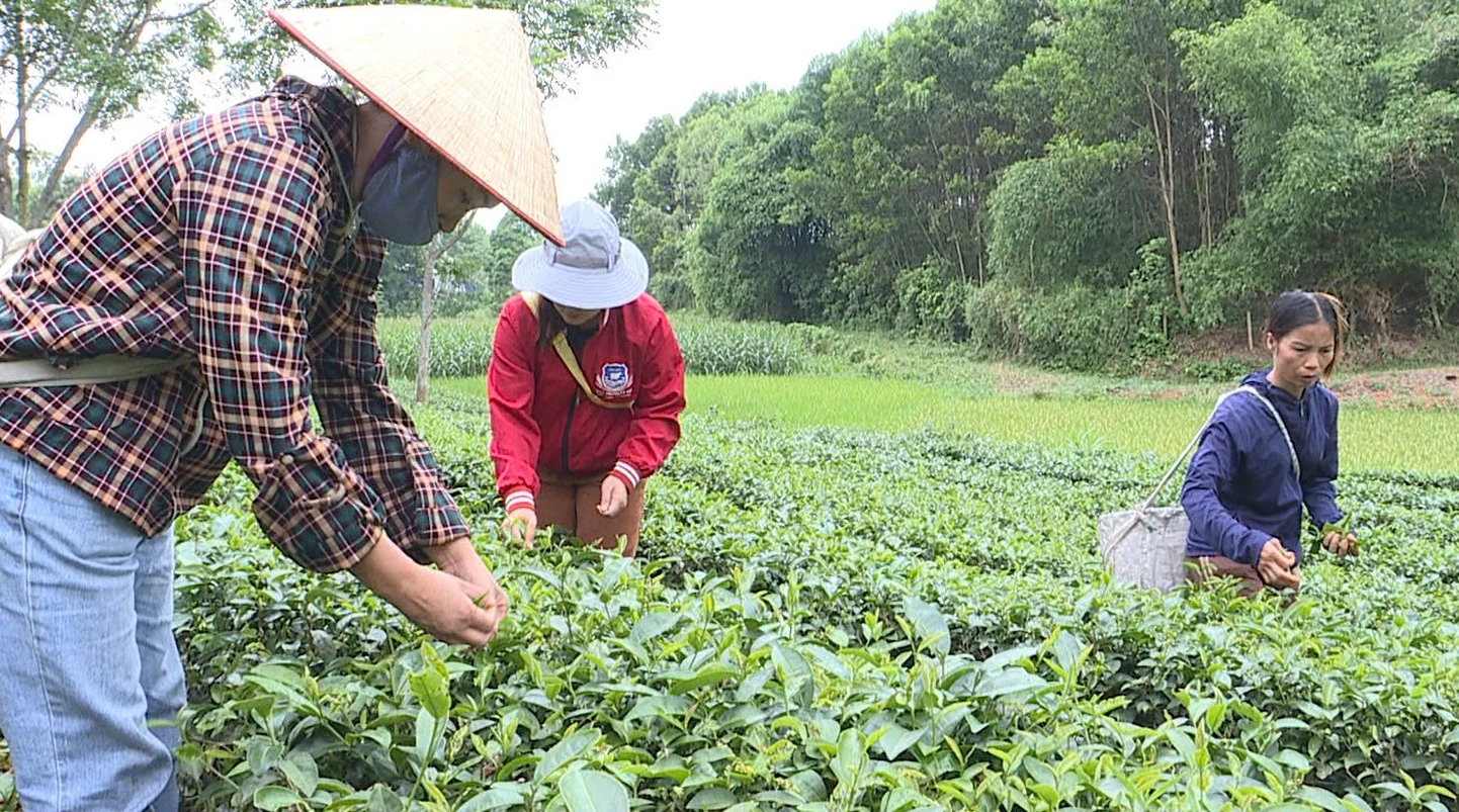 Enhancing Phu Tho tea products