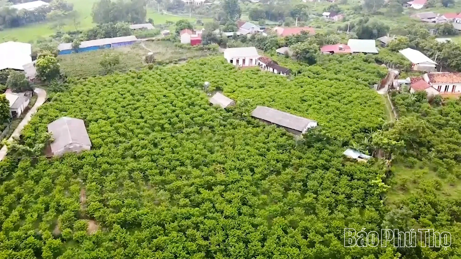 The Story of Bo Ly Custard Apples
