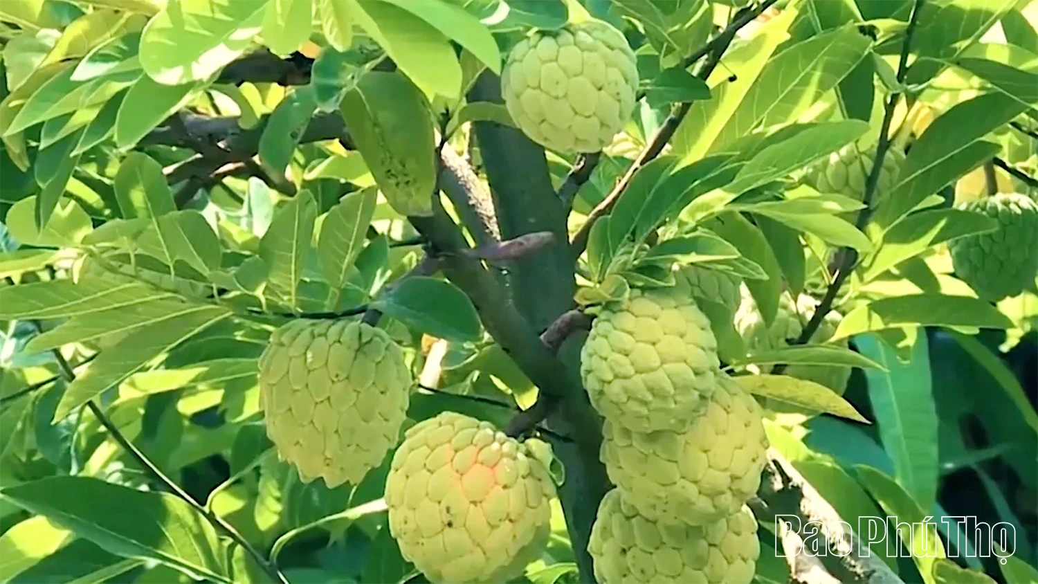 The Story of Bo Ly Custard Apples