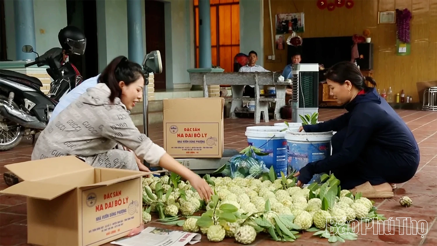 The Story of Bo Ly Custard Apples