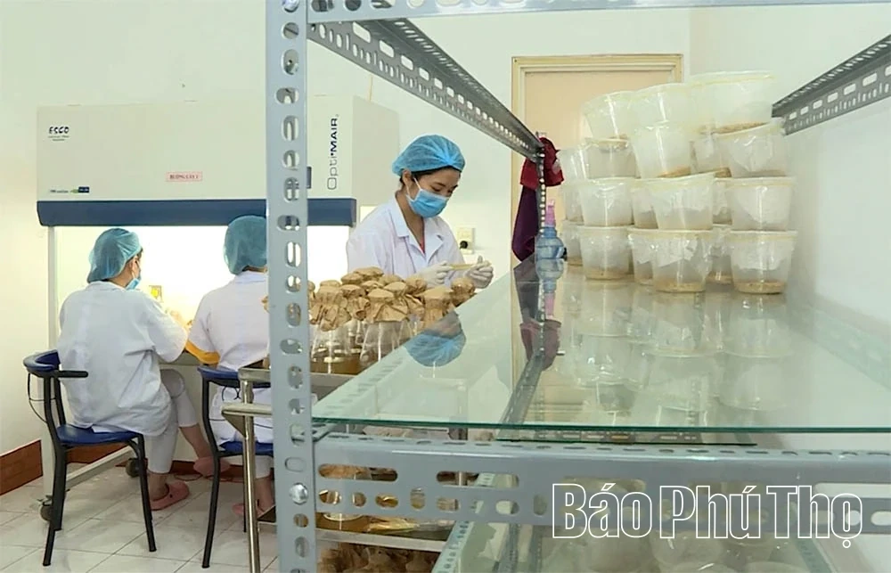 Vietnamese agricultural products reaching out to the world