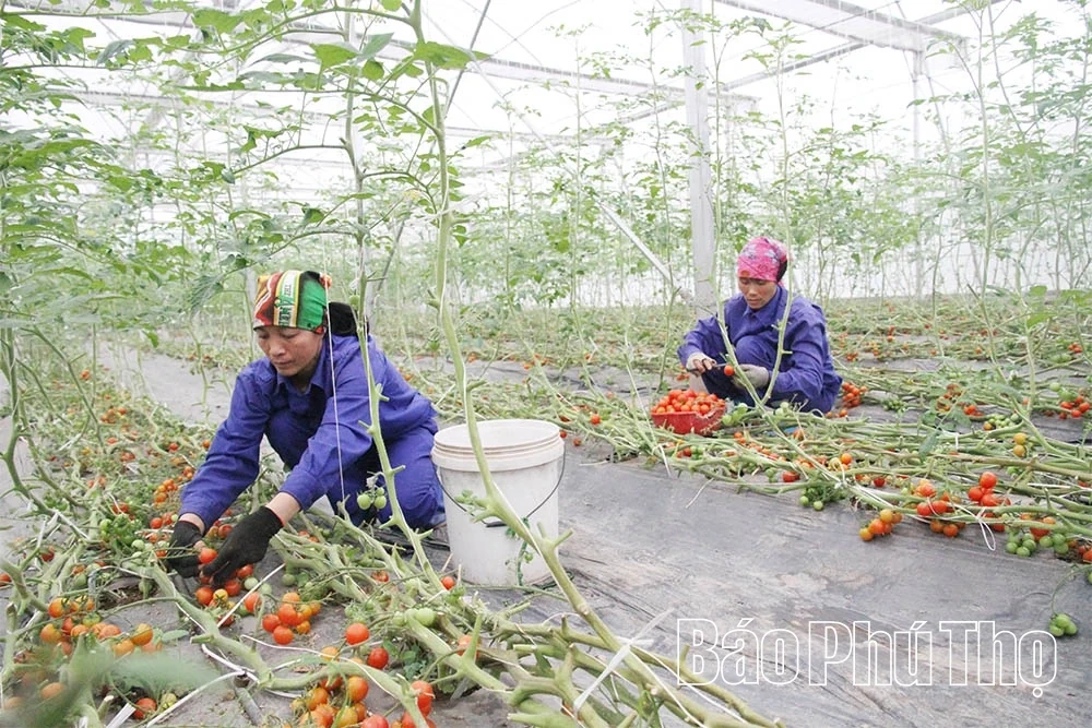 Organic Agriculture – The Inevitable Trend of Modern Farming