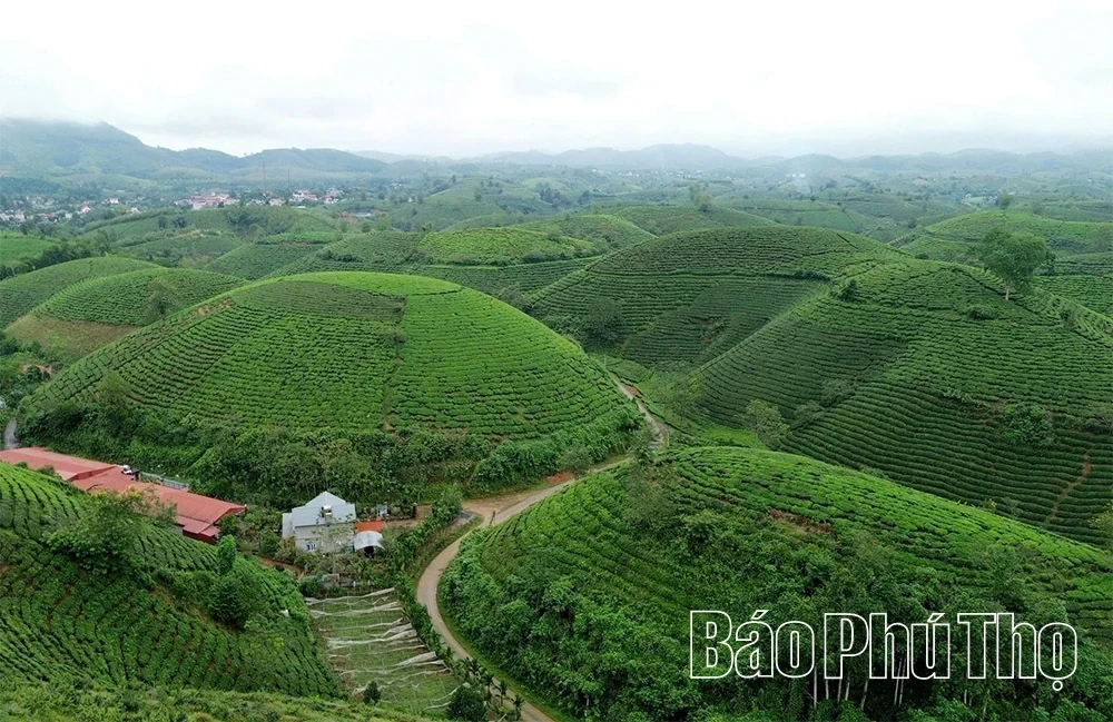 Minh Dai Tea Reaches the Level of an “International-Grade Ingredient”