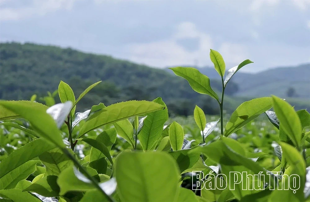 Minh Dai Tea Reaches the Level of an “International-Grade Ingredient”