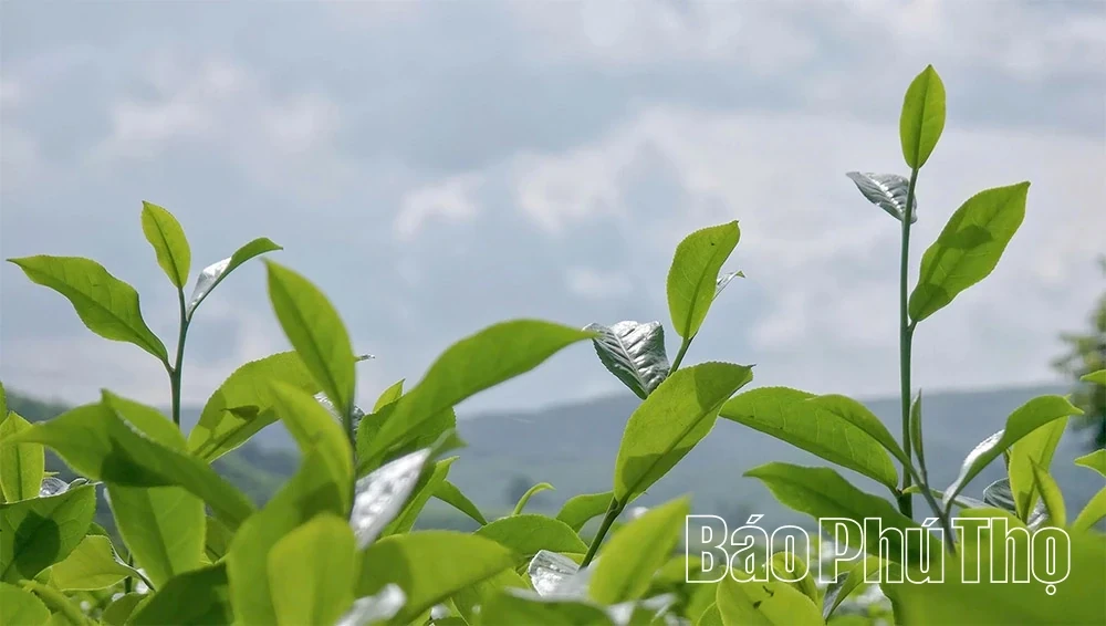 Minh Dai Tea Reaches the Level of an “International-Grade Ingredient”