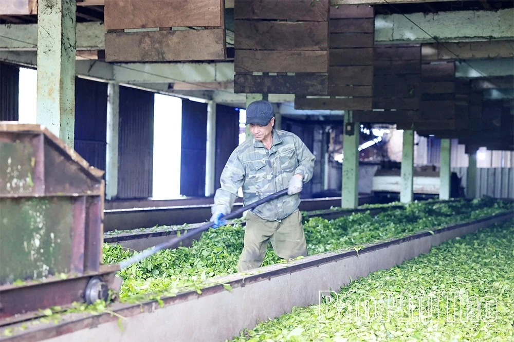 Minh Dai Tea Reaches the Level of an “International-Grade Ingredient”