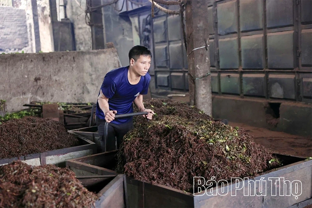 Minh Dai Tea Reaches the Level of an “International-Grade Ingredient”
